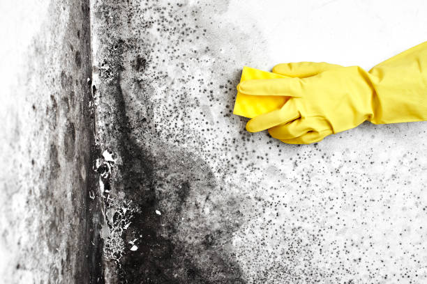 Best Attic Mold Removal  in Bayside, WI