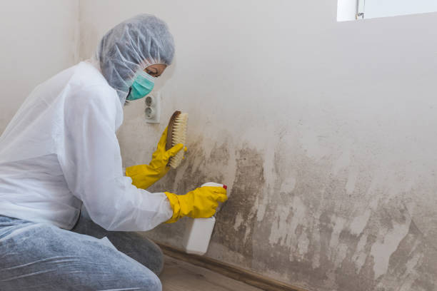Best Toxic Mold Removal  in Bayside, WI