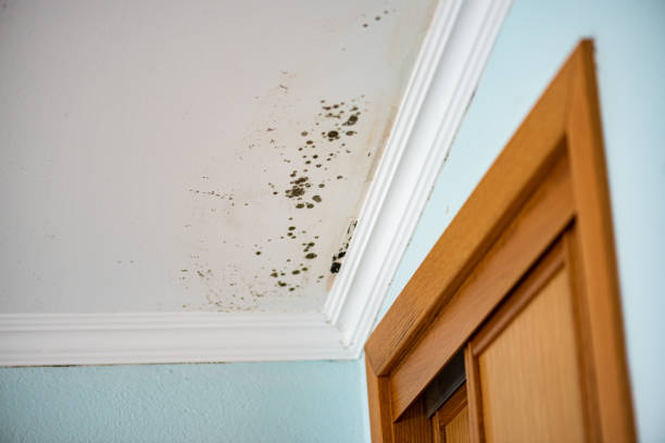 Best Crawl Space Mold Removal  in Bayside, WI