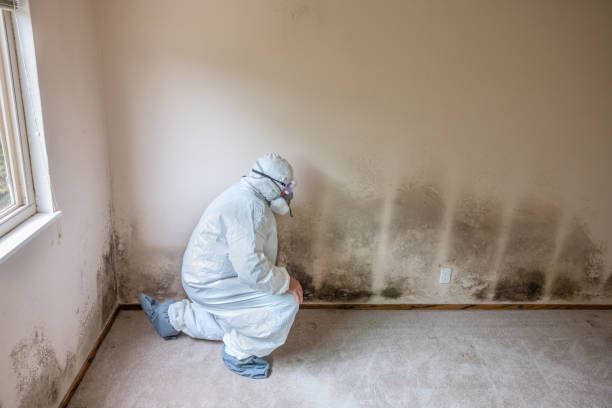 Best Toxic Mold Removal  in Bayside, WI