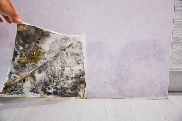 Best Professional Mold Removal  in Bayside, WI